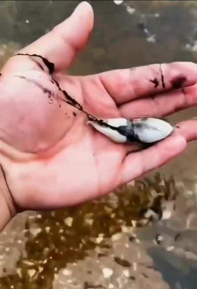 🔥 Cuttlefish ink defense mechanism