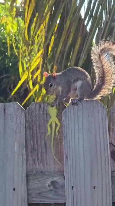 🔥 In California’s Briones Regional Park, researchers observed that ground squirrels, typically known for eating nuts and seeds, are now hunting, killing, and consuming small animals.