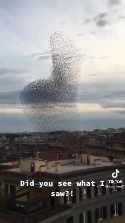 flock of birds forming a penis