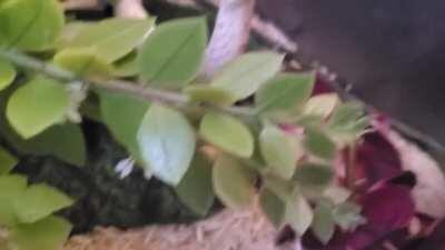 My little guy Eros getting a little over excited for food. 😄