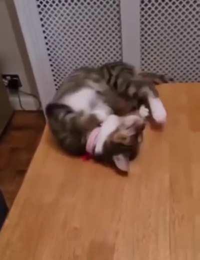 If Tom Cruise were a cat