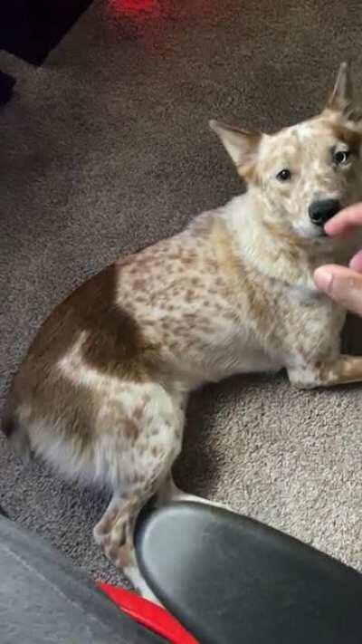 C’mon human take a break from playing the game and pet me.