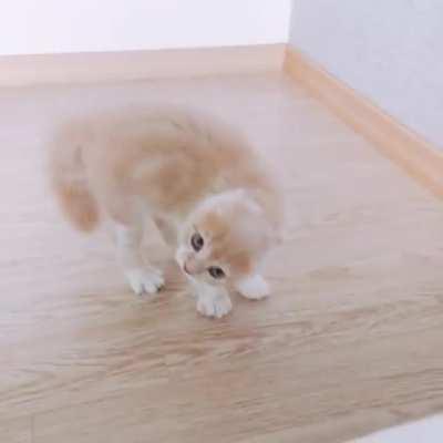 What... You want some of this?!