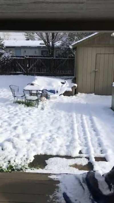 Me throwing a container of old milk into my backyard