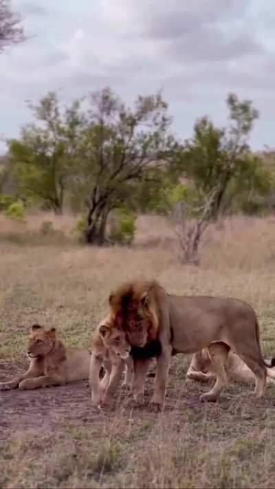 Remembering S8 the magnificent bonding with his sons