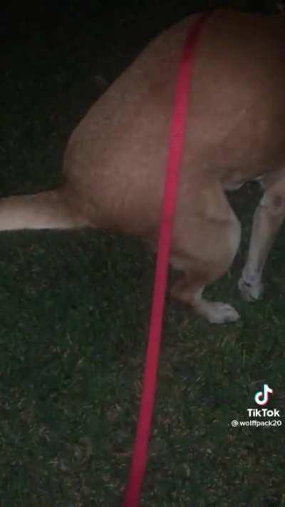 Absolute Unit of a Fart 😂