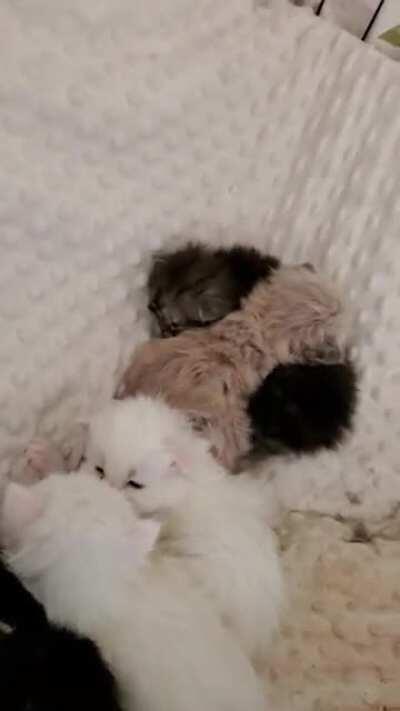 This multi-felon bunch of crimismols