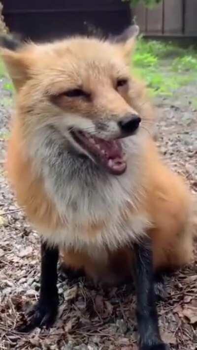 Fox Loves Brushy Brushy