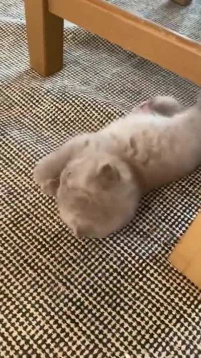 Cats mother will always keep it clean