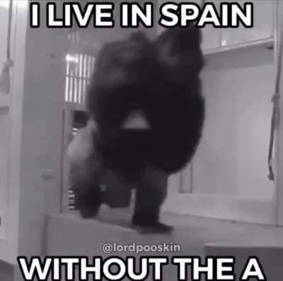 mono girando jaja funny