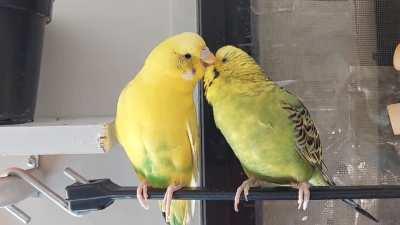 These little dolphin looking chickens are so in love with each other!