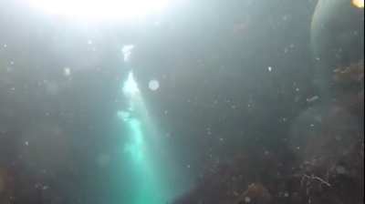 The Cosmic Harbor Seal of Goff Island Reef. Exploring crevices with fishy friends. GoPro 7 Black