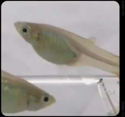 He just speed ran life