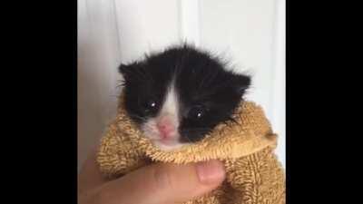 Gaius yells at local mi’qote