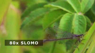 Damselfly In Super Slow Motion (960 FPS)