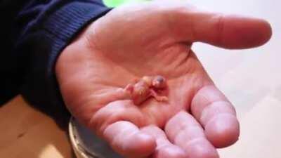 A kind man finds a small & abandoned budgie egg laying at the bottom of a cage in a pet shop. He decides to take the egg home, incubate it, and ends up raising the parrot to adulthood. After which, he returns to the same pet store in order to reunite 