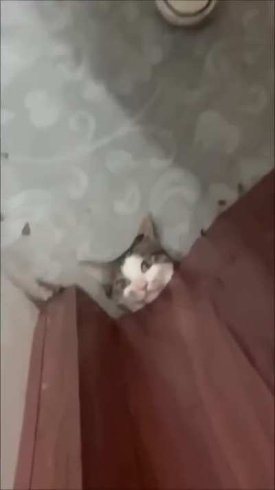 Animais sendo Animais 