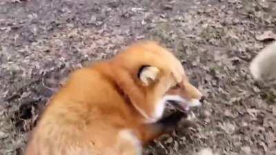 This is how foxes sounds like while playing credit to SaveAFox