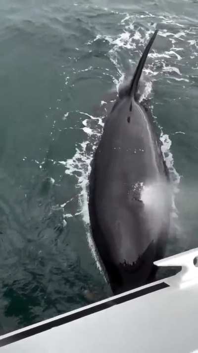 Orca shares a snack! [via IG:@baycetology] (NSFW?)