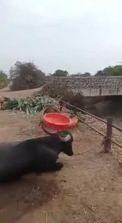 Buffalo spinning a bucket to impress a cow