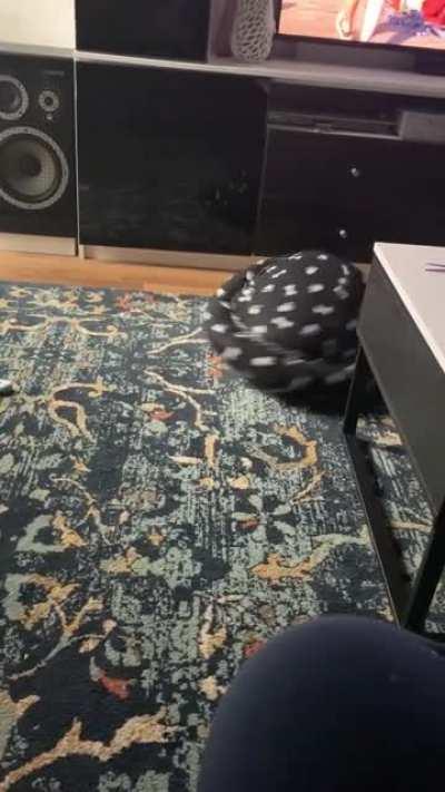 Have you ever seen a turtle dog?