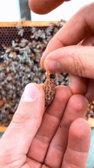 Queen Bee Capsule - Summons large swarm when opened. One use.