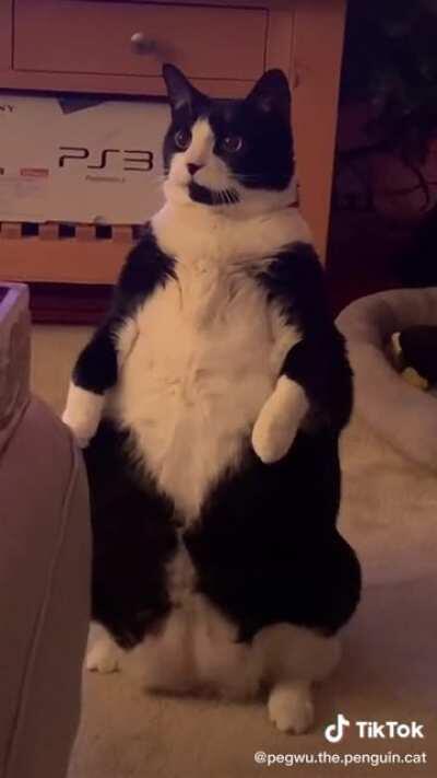 STANDING CHONKER