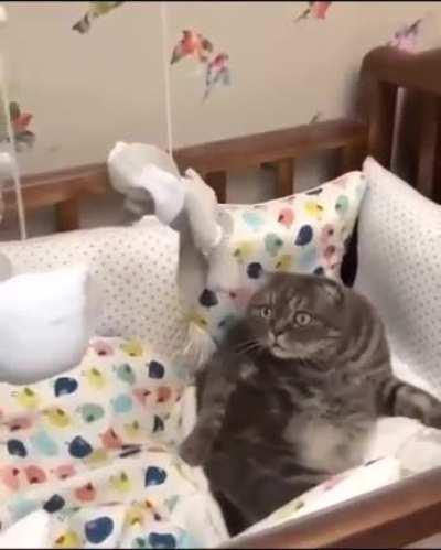 Cat experiences sensory overload
