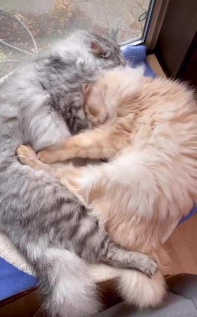 Our boys taking turns burying their heads in each other’s floof