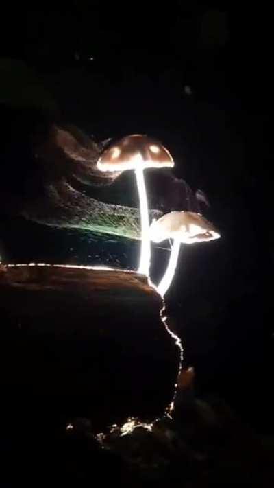 These mushrooms releasing their spores are so beautiful.
