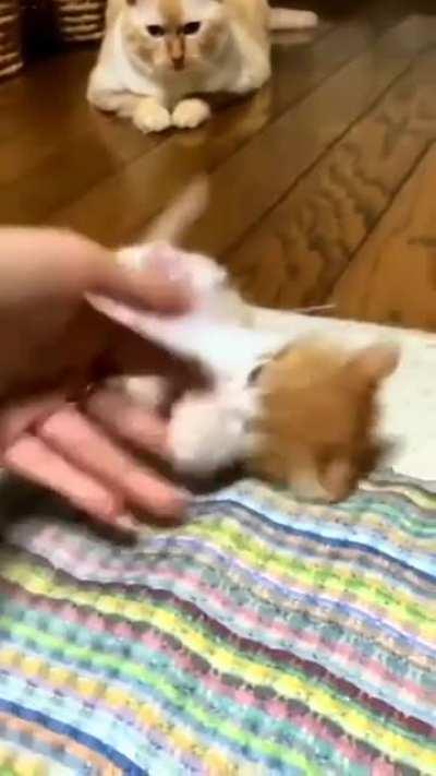 VicIoUS BeAsT GrOwLs aNd AtTAck HuMaN.