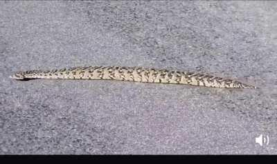 Thanks, I hate walking snakes