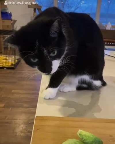 Walter feeding the less fortunate and Black Goat Farm Sanctuary