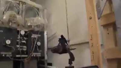 I have failed as a turtle