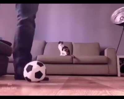 DFV market close tweet ⚽️ 🐈