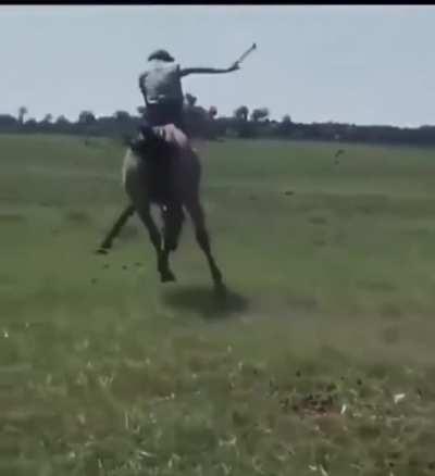 Cartoon Rodeos are a Classic