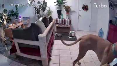 A crime was committed against my world series pizza last night!!