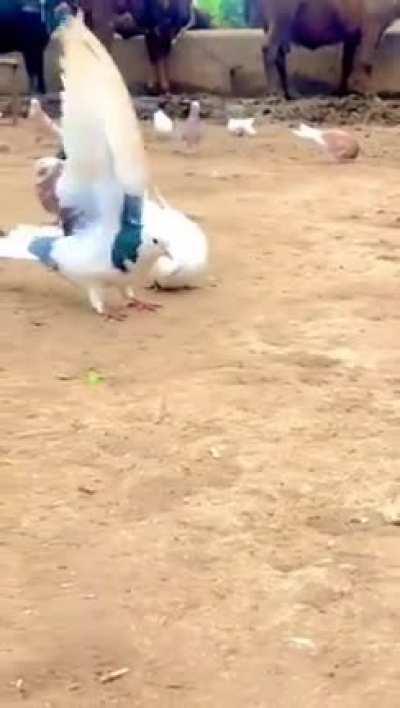 Pigeon showing its acrobatic skills