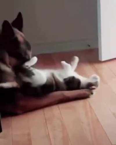 The sweetest video I've seen