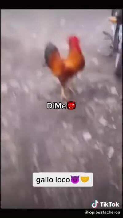 KELK GALLO LOCO 👹🤬