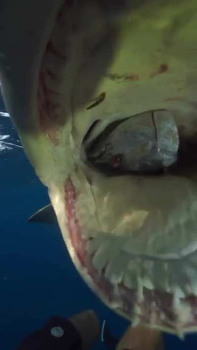 The lemon shark equivalent of a fist bump to say thanks for the fish head