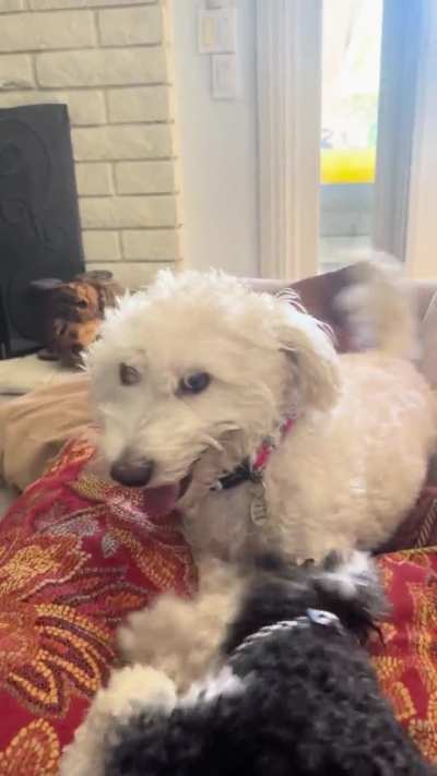 He’s got some lungs on him