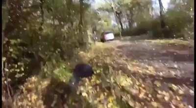 Woman intentionally being hit by a car while attempting to sabotage a fox hunt.