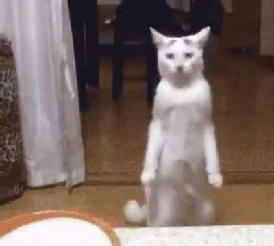 Yes, I am ready and I want to eat