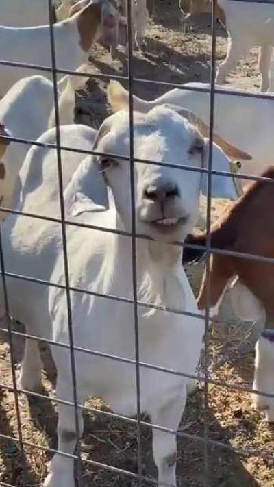 This goat smiling for the camera