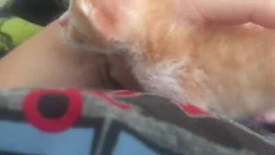 My sister’s cat Pumpkin when he was just a smol kitten