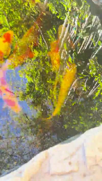 Koi fish on the bottom of pond, not eating laying on its side off balance also has a tumor on mouth but been there for months any advice on issue? All other Koi fish are fine