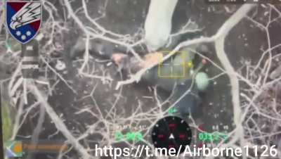 Pig eats dead Russian soldier 