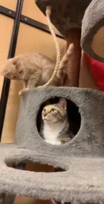 Skilled in the art of the jerk