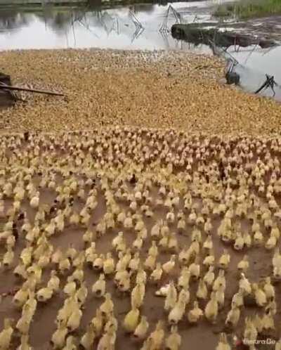 Run for your lives, the ducks are taking over!